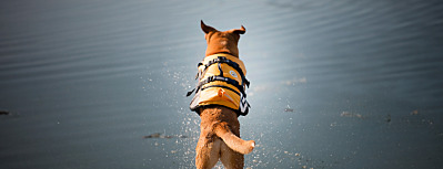 Do dogs need a life jacket?
