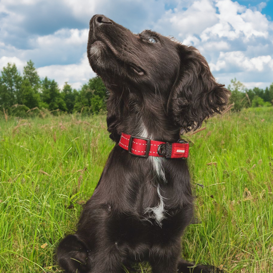 Why Every Dog Needs A High-Quality Collar