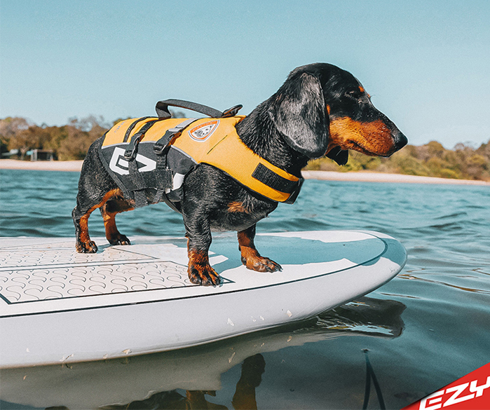 Do dogs need a life jacket?