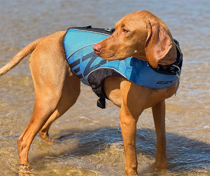 OUR TIPS ON KEEPING YOUR DOG COOL THIS SUMMER