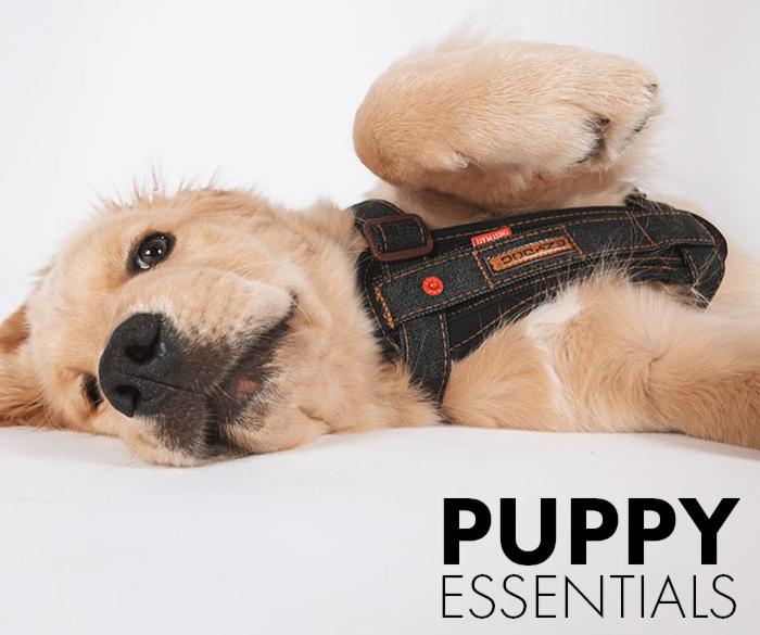 New Year, New You, Shop Smart From The Start – Puppy Essentials
