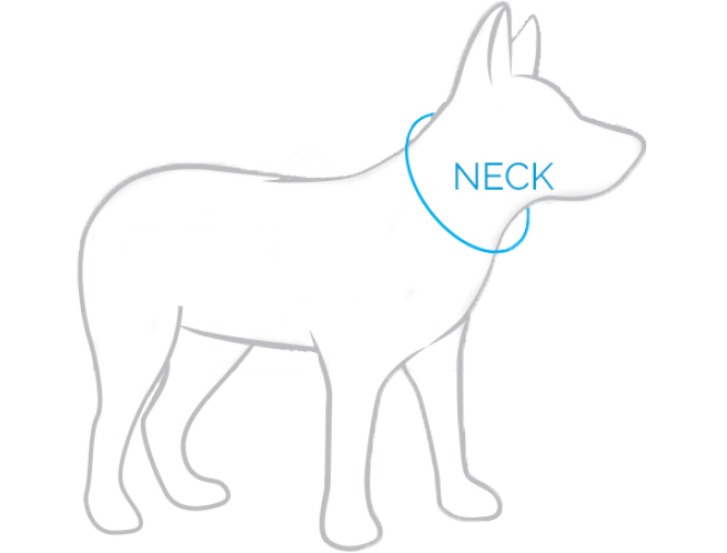 measuring your dog's neck for the harness